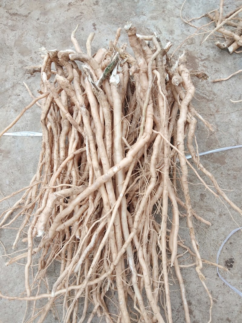 黄花倒水莲鲜货干货，一手货源，价格美丽，货源稳定
