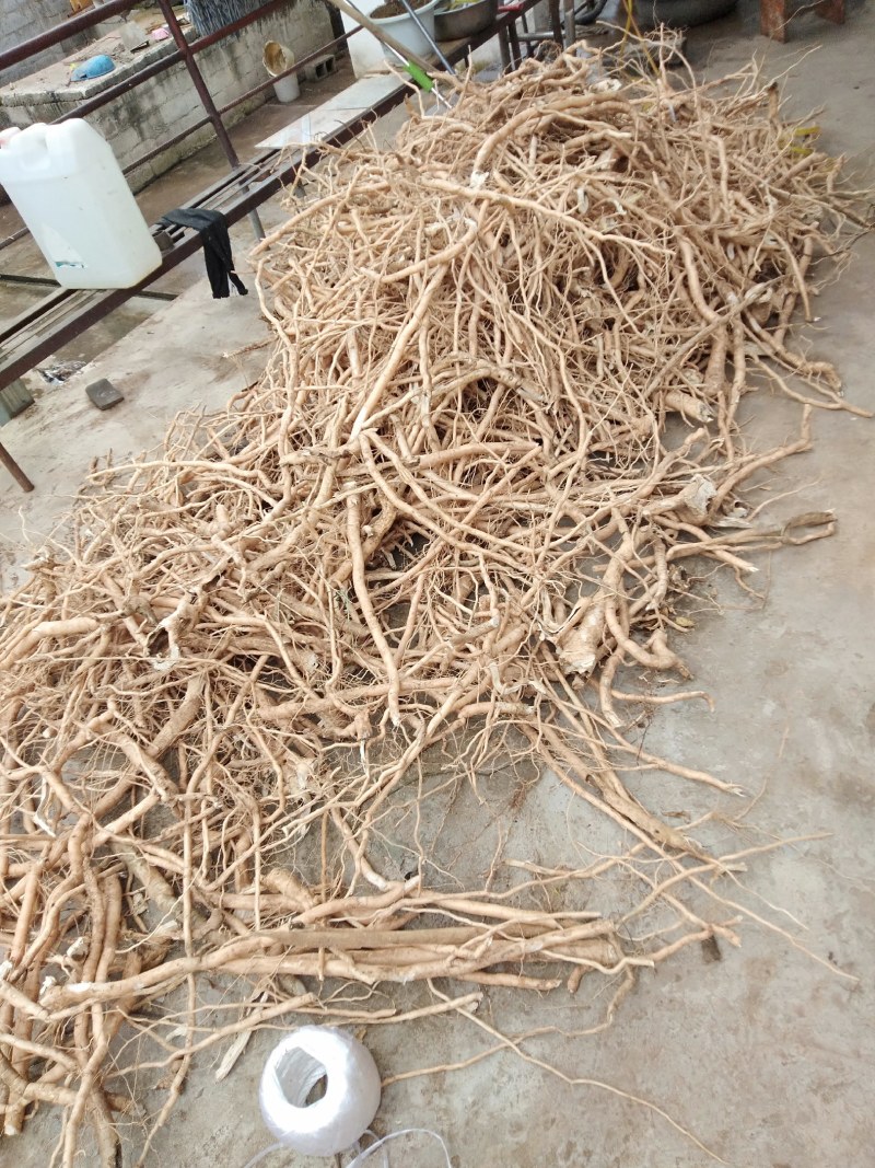 黄花倒水莲鲜货干货，一手货源，价格美丽，货源稳定
