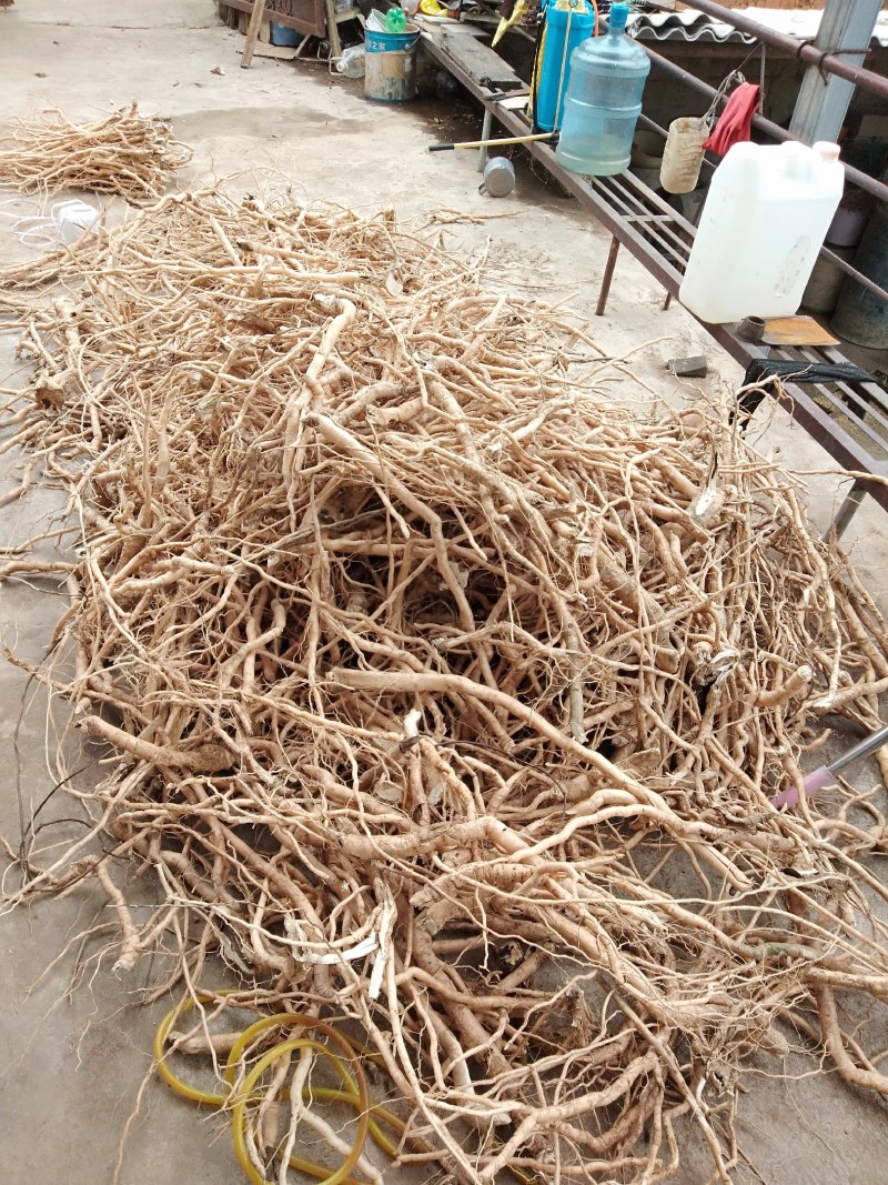 黄花倒水莲鲜货干货，一手货源，价格美丽，货源稳定