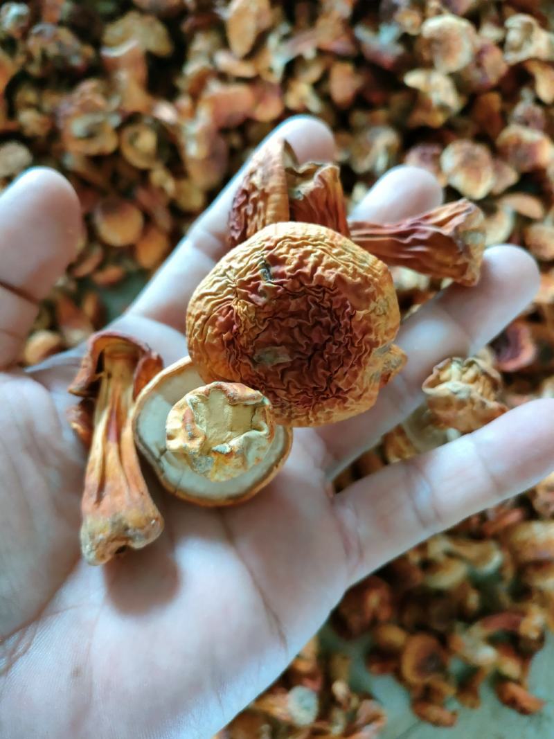 长白山姬松茸高档菌菇野生菌菇食用菌东北特产
