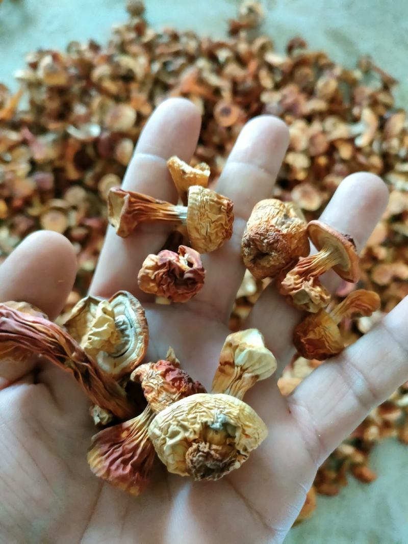 长白山姬松茸高档菌菇野生菌菇食用菌东北特产