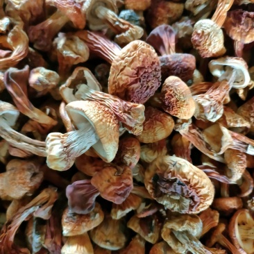 长白山姬松茸高档菌菇野生菌菇食用菌东北特产