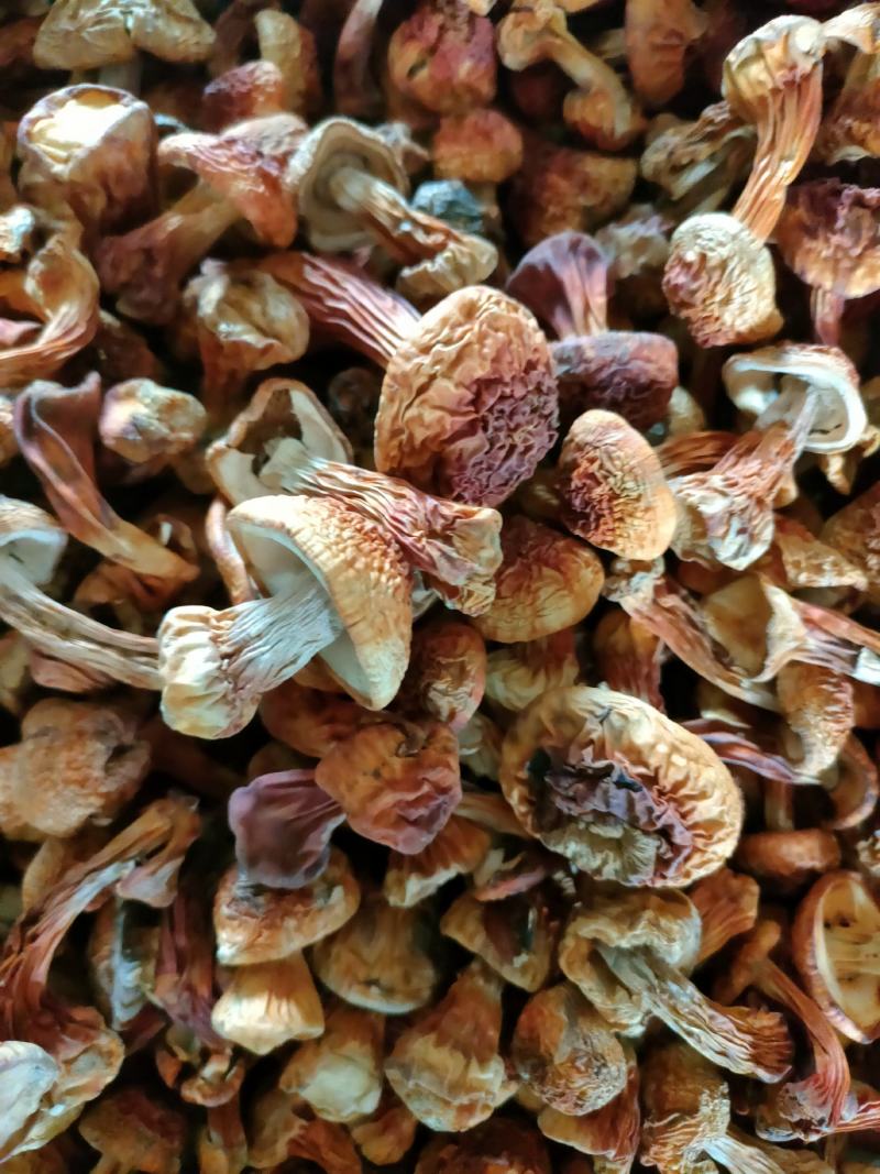 长白山姬松茸高档菌菇野生菌菇食用菌东北特产