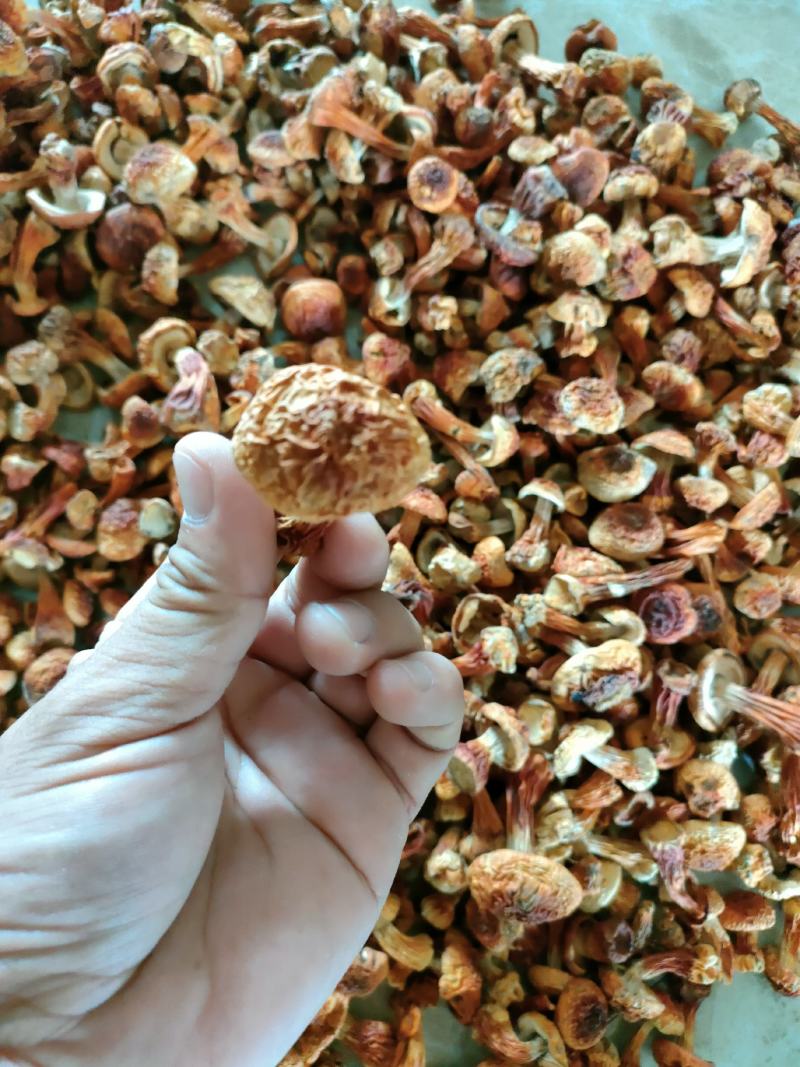 长白山姬松茸高档菌菇野生菌菇食用菌东北特产