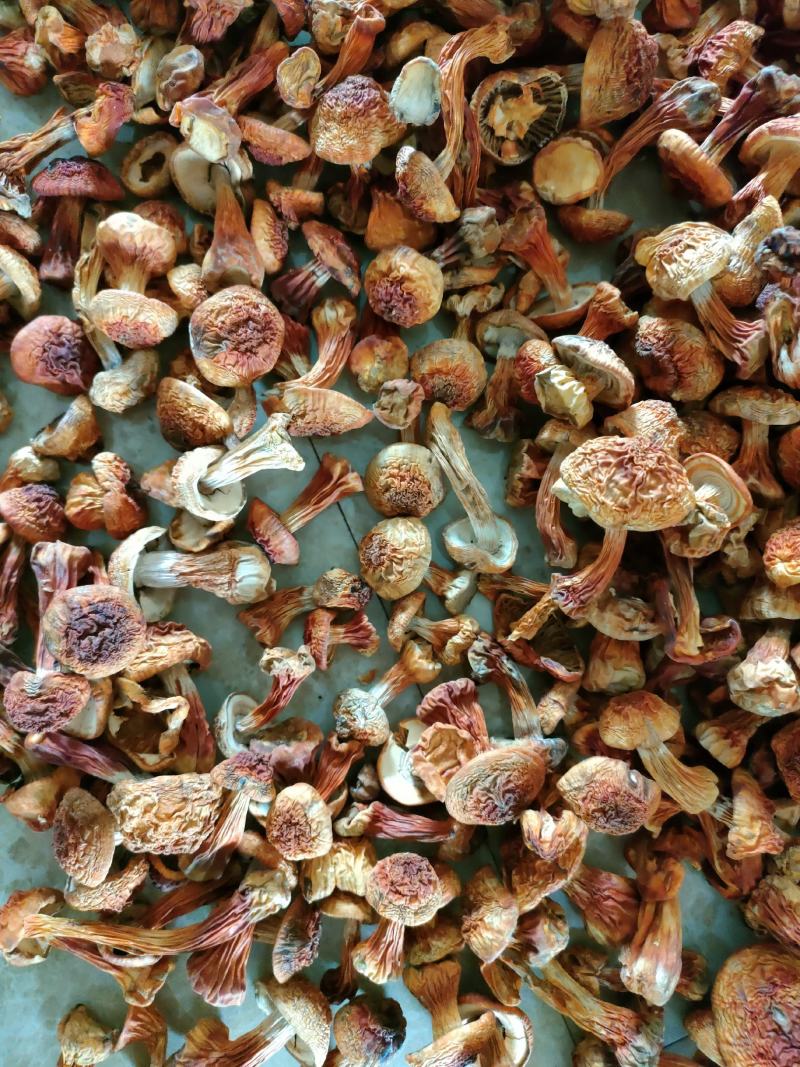 长白山姬松茸高档菌菇野生菌菇食用菌东北特产