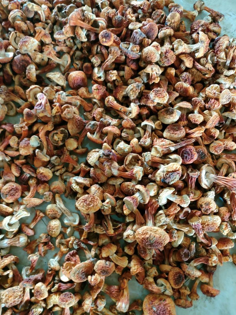 长白山姬松茸高档菌菇野生菌菇食用菌东北特产