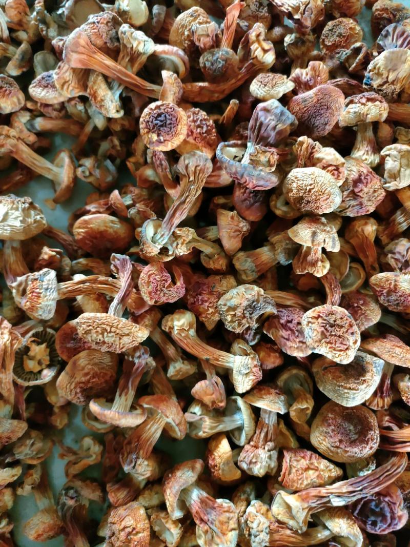 长白山姬松茸高档菌菇野生菌菇食用菌东北特产