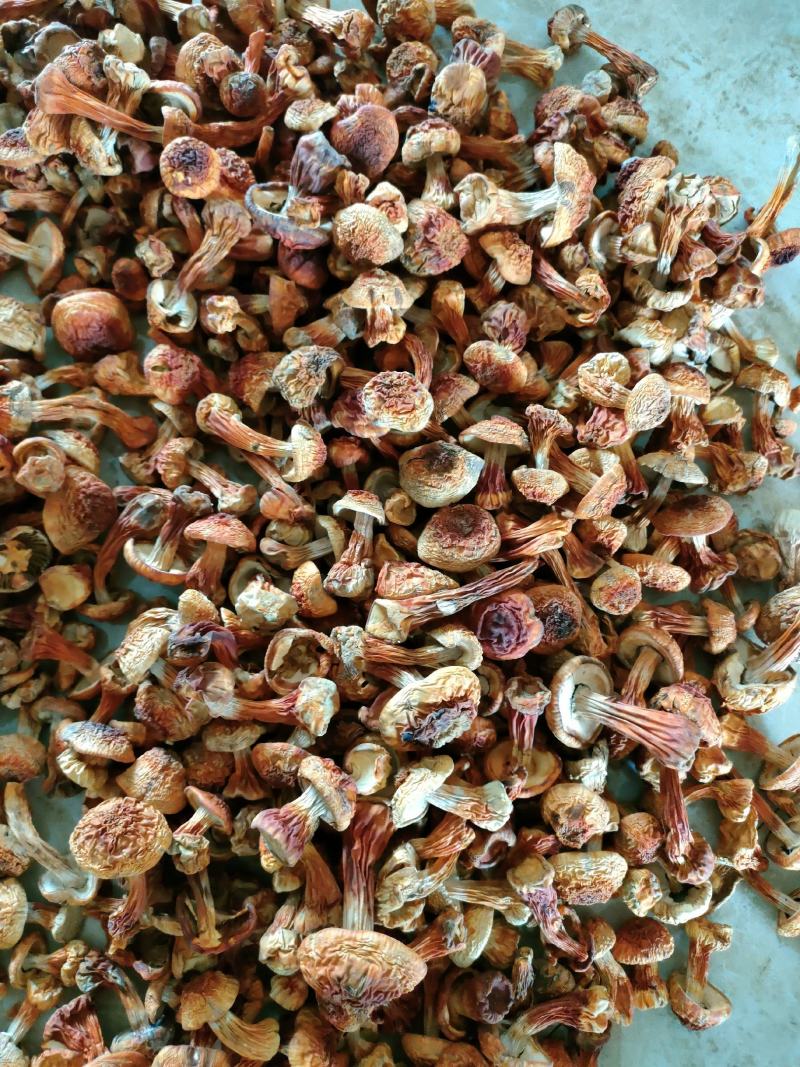长白山姬松茸高档菌菇野生菌菇食用菌东北特产