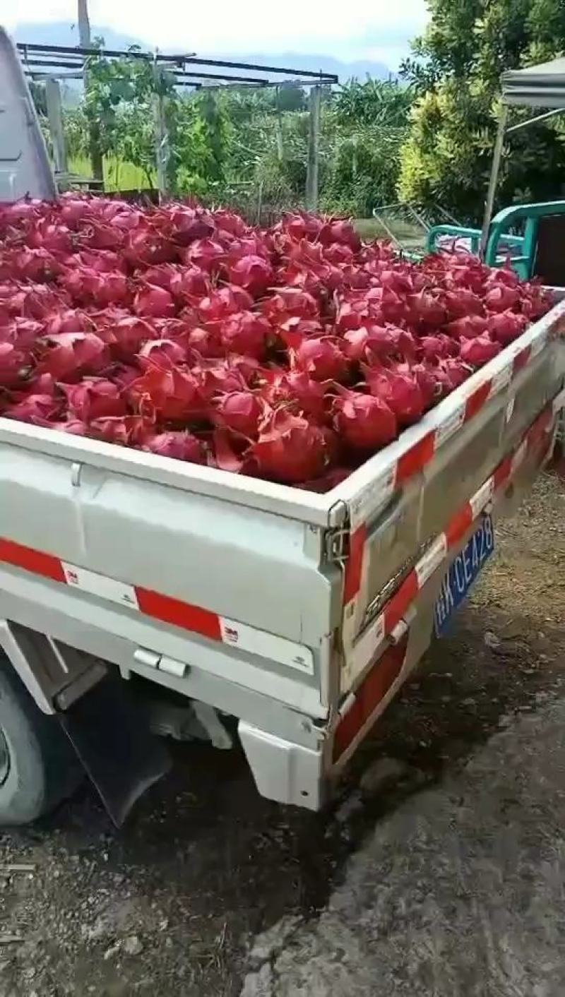 广西玉林市陆川县自然花金都一号红心火龙果