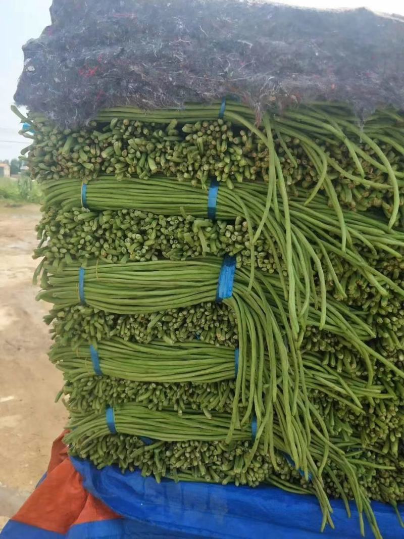 精品豆角基地直发处按需分拣提供打冷欢迎咨询合作