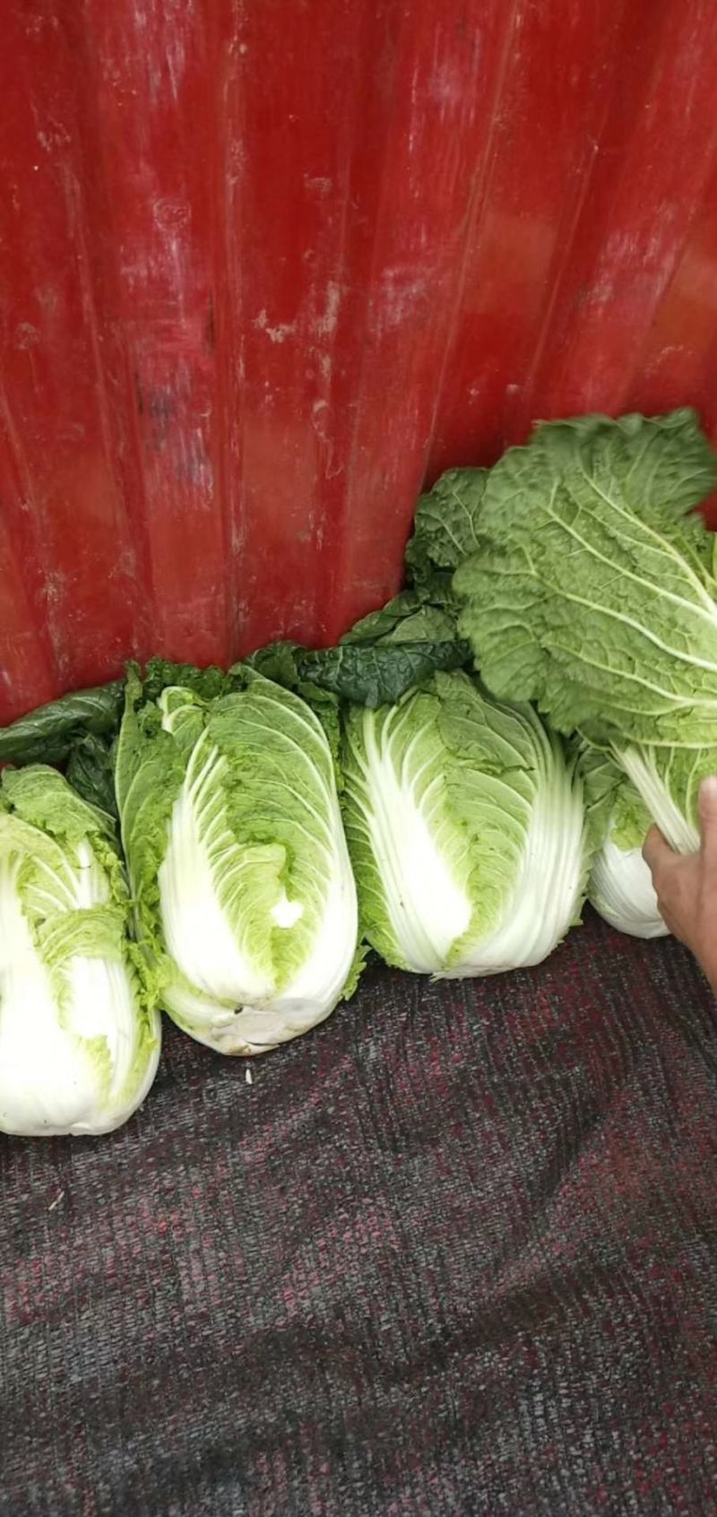 黄心白菜基地直供质量保障电话咨询量大优惠欢迎考察