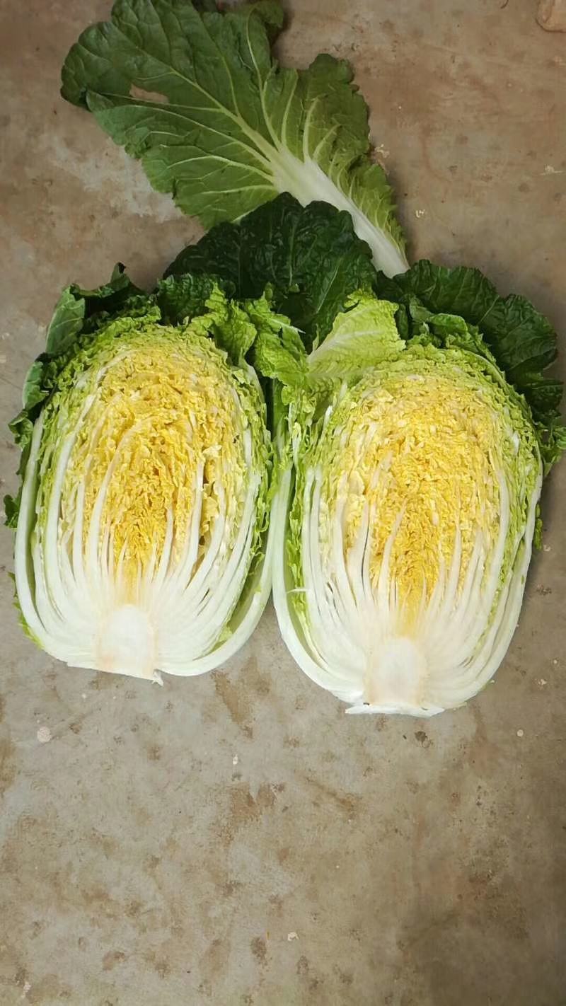 黄心白菜基地直供质量保障电话咨询量大优惠欢迎考察