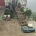 黄心白菜基地直供质量保障电话咨询量大优惠欢迎考察