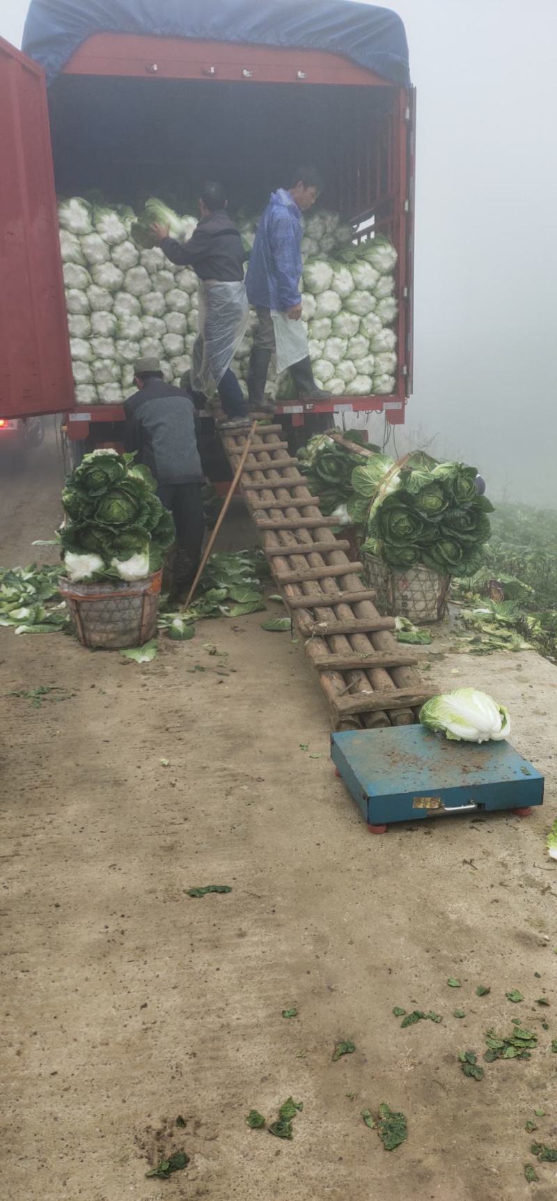 黄心白菜基地直供质量保障电话咨询量大优惠欢迎考察