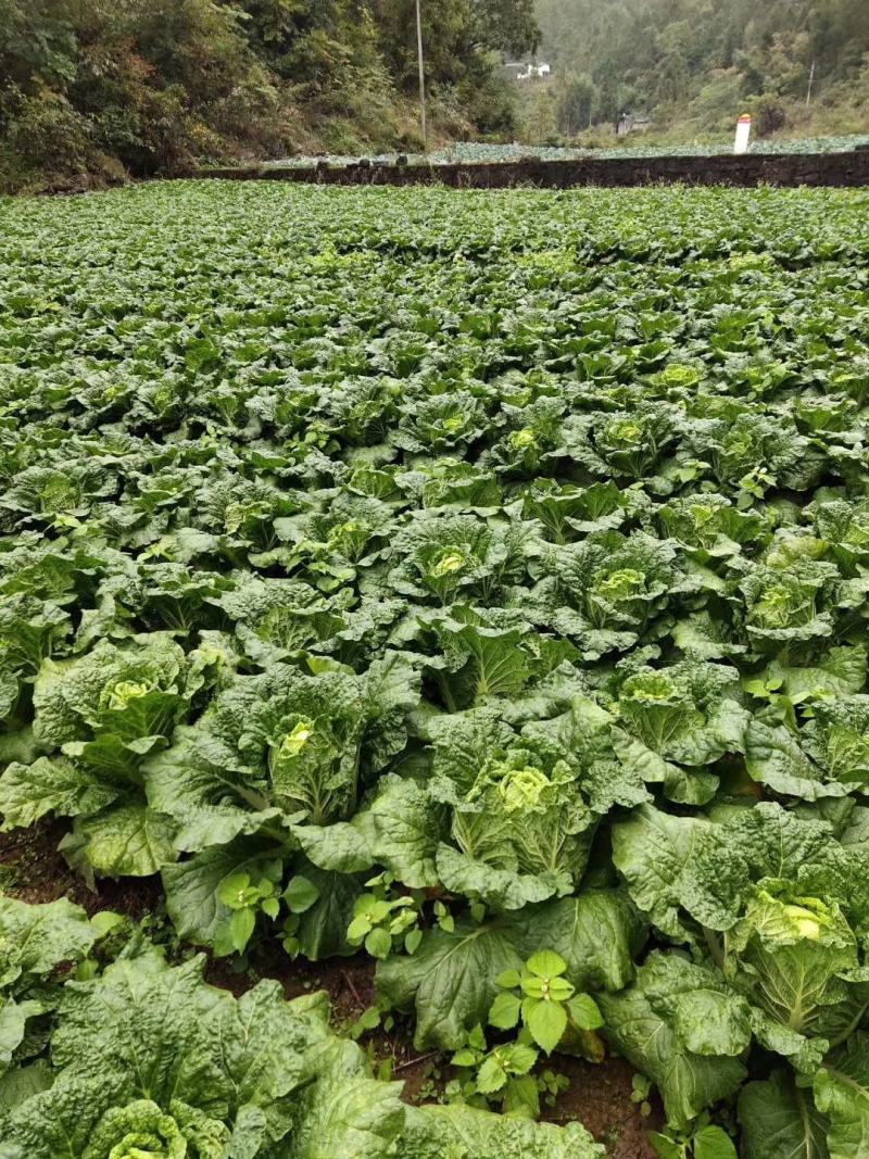 黄心白菜基地直供质量保障电话咨询量大优惠欢迎考察