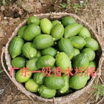 广东香水柠檬