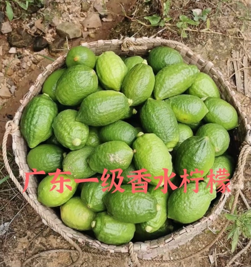 广东香水柠檬