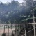 阴香