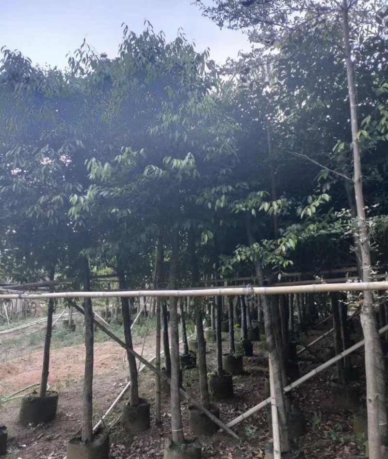 阴香