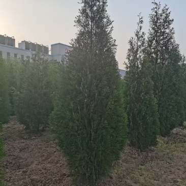 大田侧柏1.5米精品货源，农户直销，货源充足，量大价低