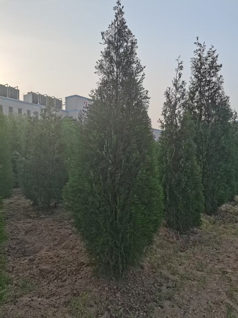 大田侧柏1.5米精品货源，农户直销，货源充足，量大价低