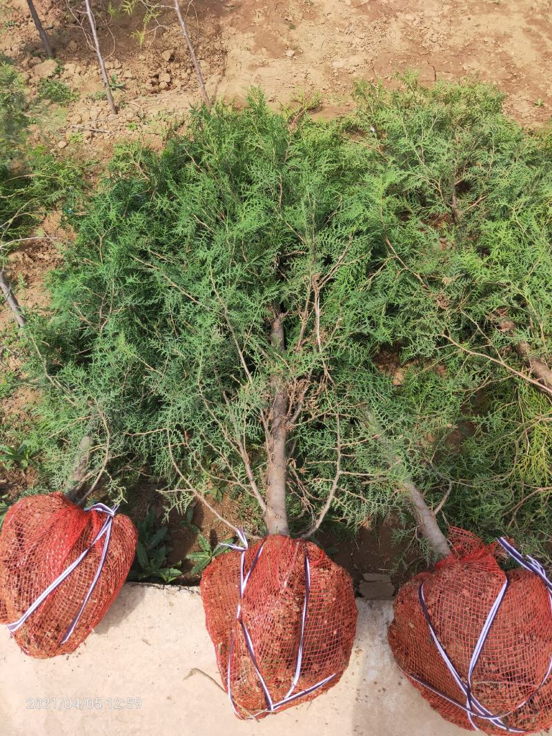 大田侧柏1.5米精品货源，农户直销，货源充足，量大价低