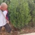大田侧柏1.5米精品货源，农户直销，货源充足，量大价低