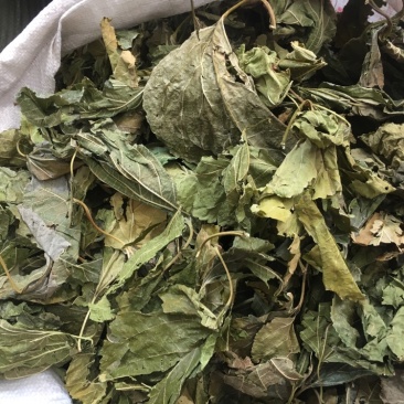 桑叶桑叶足干无硫中药材批发量大包邮
