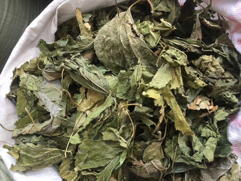 桑叶桑叶足干无硫中药材批发量大包邮