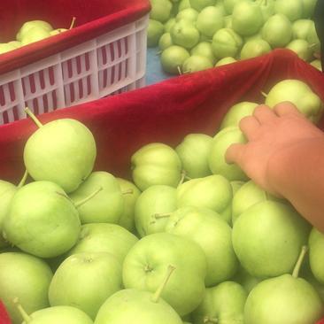 六月酥梨大量上市，供货能力强提供全方位服务