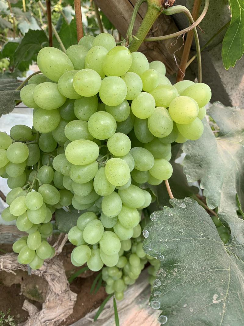 【精选】维多利亚葡萄，一手货源，产地直发对接商超市场批发