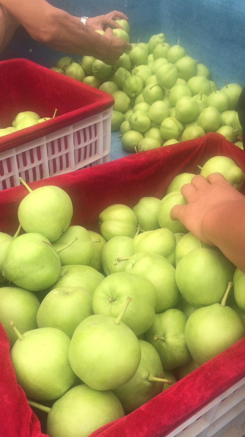 六月酥梨大量上市，供货能力强提供全方位服务