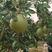 新品种考雅蜜香青柚蜂蜜香青柚产量高品质有保证