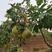 新品种考雅蜜香青柚蜂蜜香青柚产量高品质有保证
