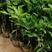 越南翡翠青柚地苗泥球苗杯苗一年四季可以种植