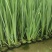 水生植物白洋淀沉水植物抗旱欢迎老板进店选购