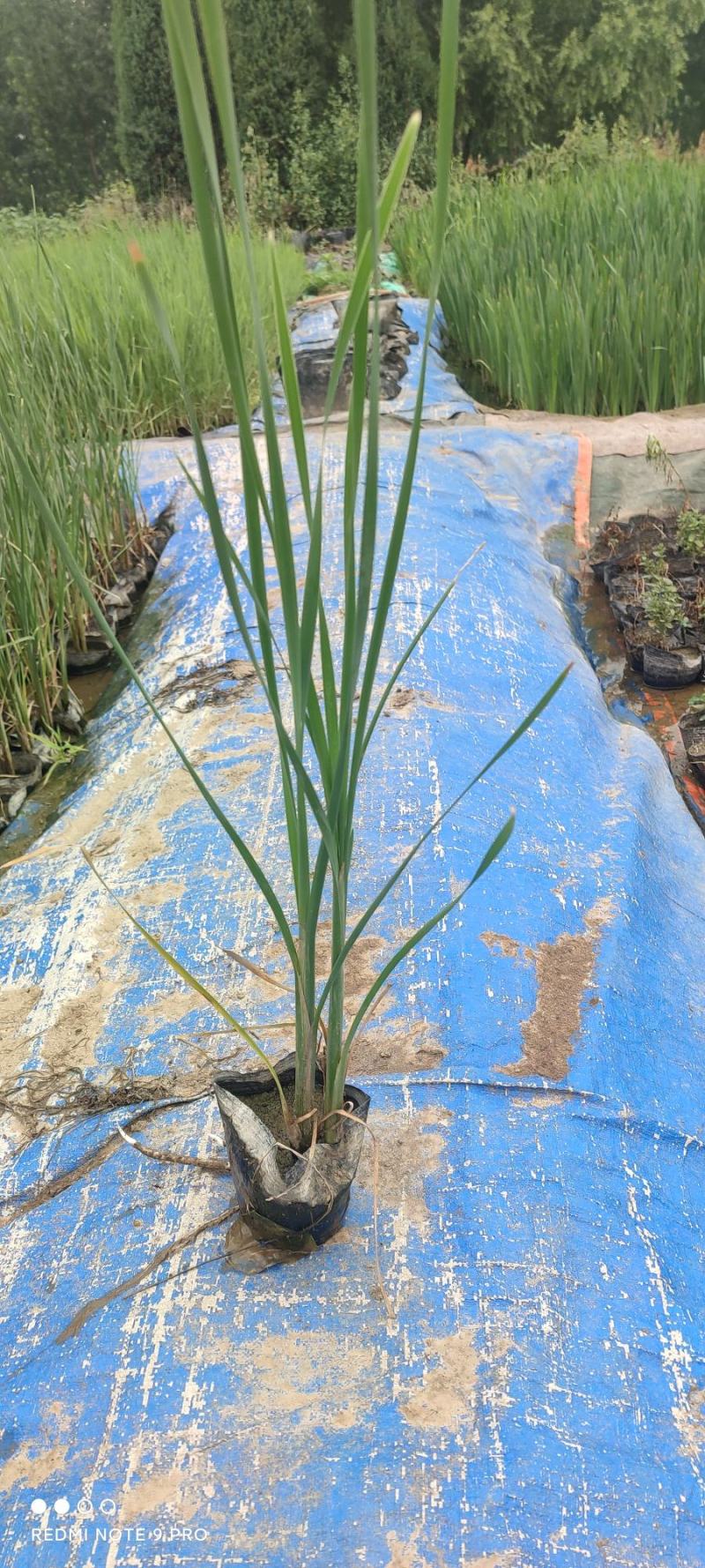 水生植物白洋淀沉水植物抗旱欢迎老板进店选购