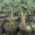 水生植物白洋淀沉水植物抗旱欢迎老板进店选购