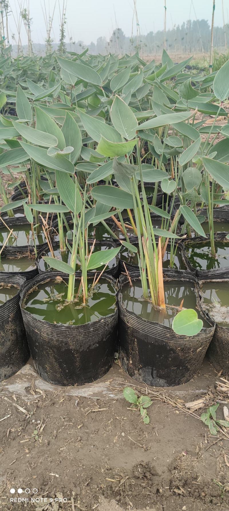 水生植物白洋淀沉水植物抗旱欢迎老板进店选购