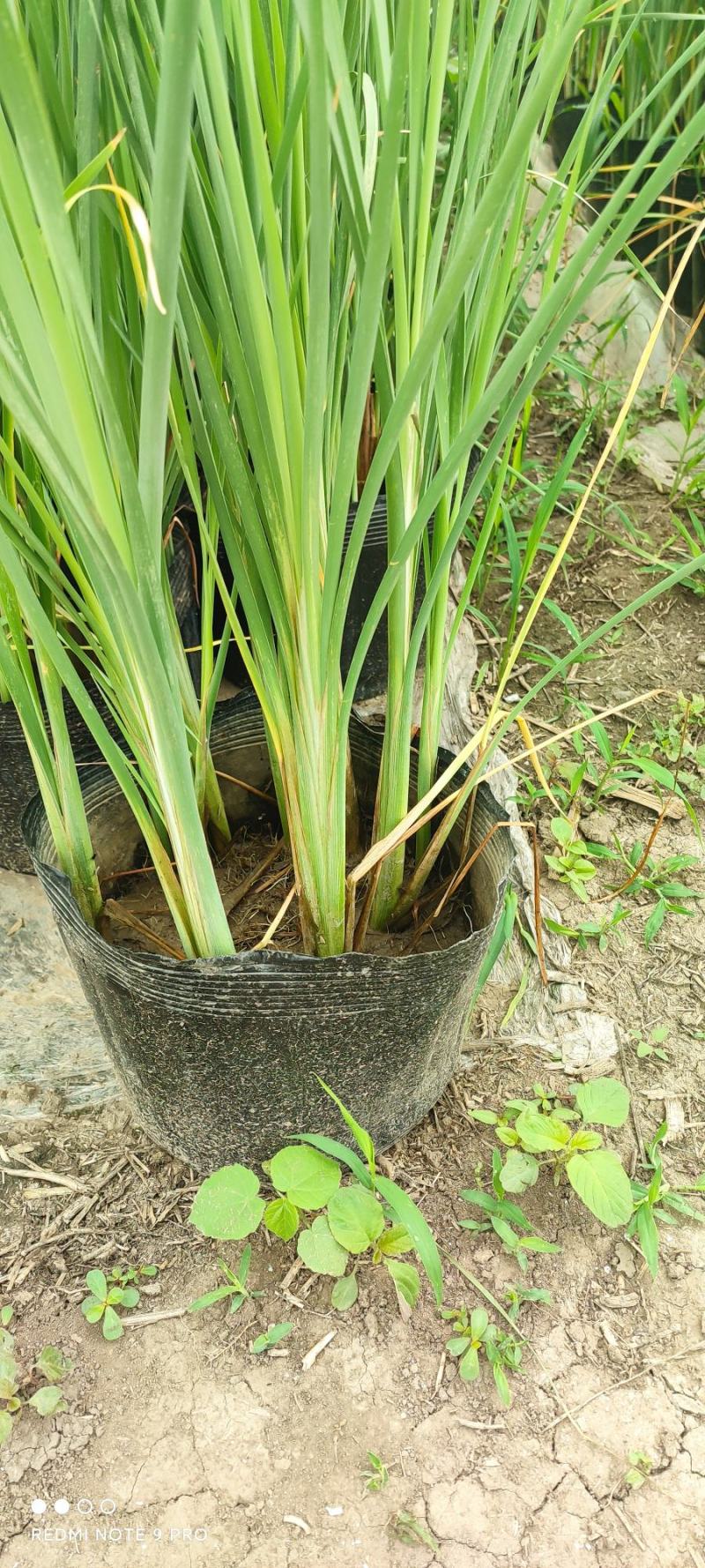 水生植物白洋淀沉水植物抗旱欢迎老板进店选购