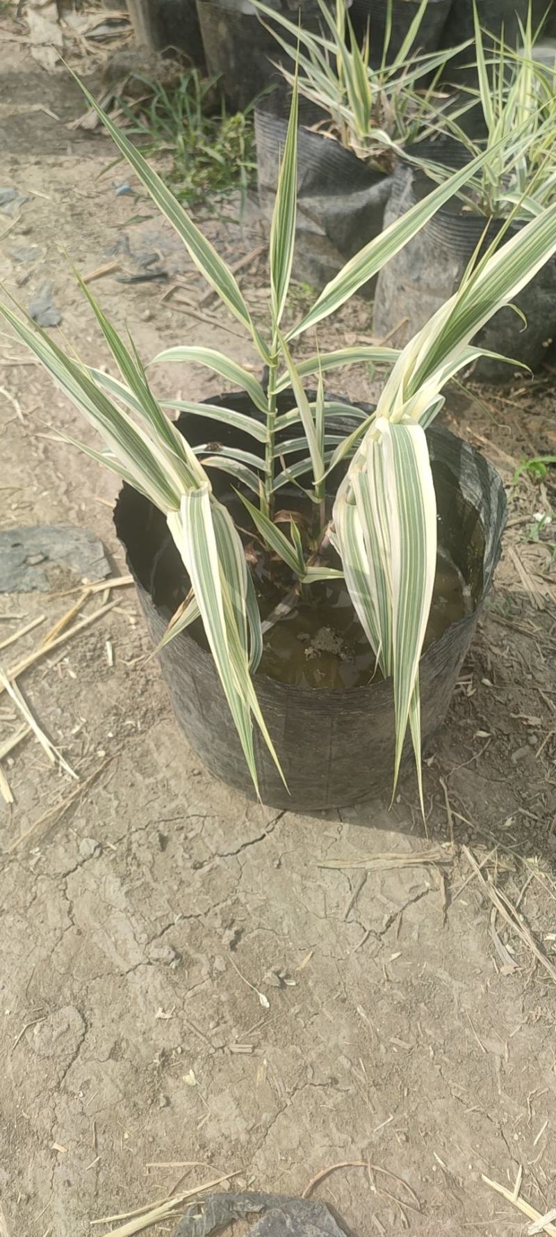 水生植物白洋淀沉水植物抗旱欢迎老板进店选购