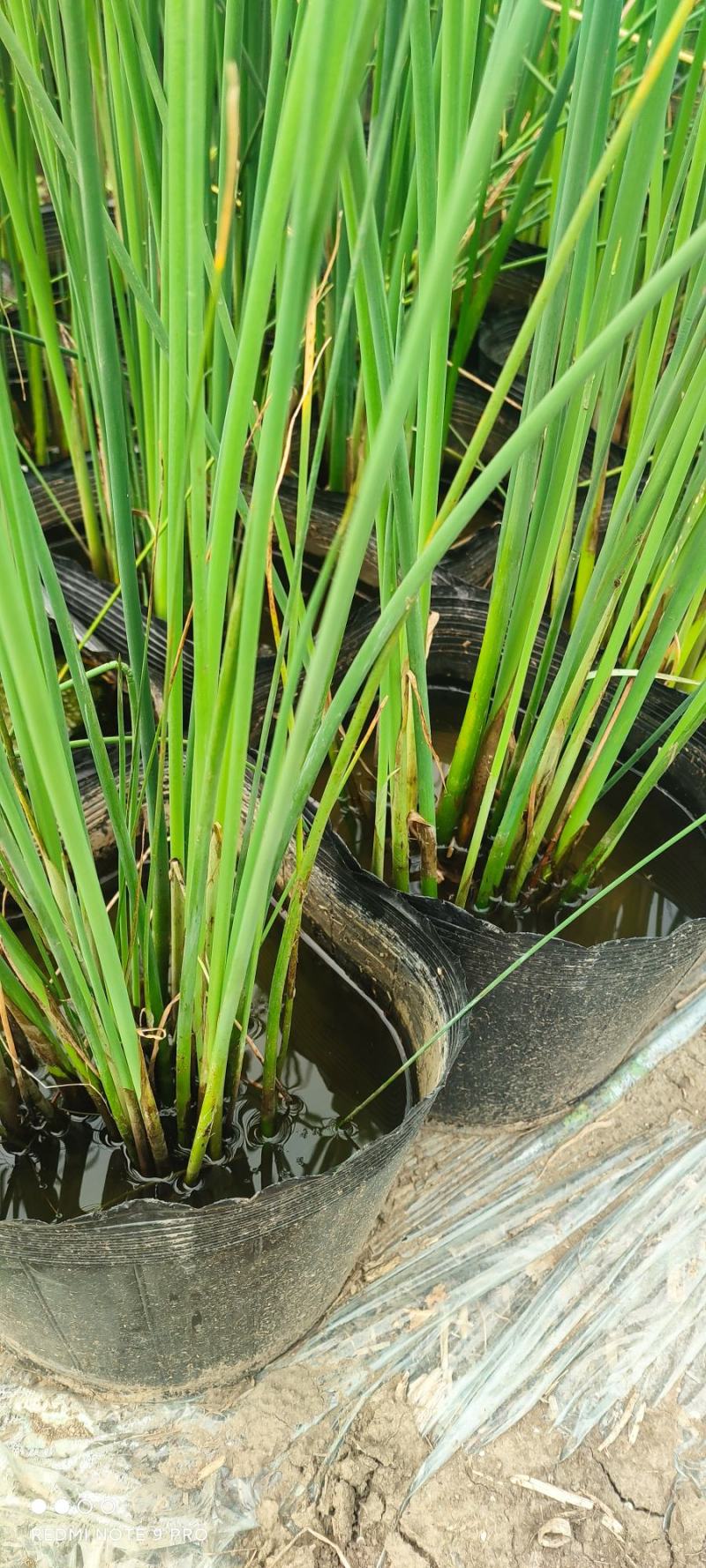 水生植物白洋淀沉水植物抗旱欢迎老板进店选购