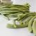 茂华绿金条豆角种子，翠绿条，条长90厘米，不鼓籽无鼠尾