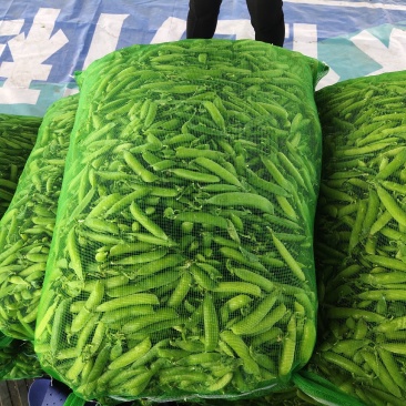 吉林豌豆大面积种植，产地直销一次合作终身朋友，