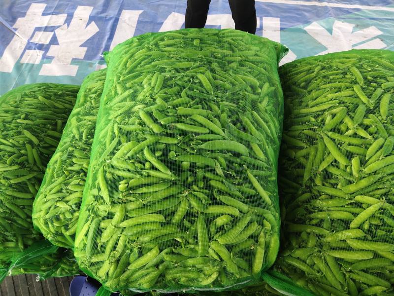 吉林豌豆大面积种植，产地直销一次合作终身朋友，