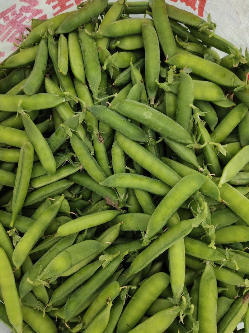 吉林豌豆大面积种植，产地直销一次合作终身朋友，
