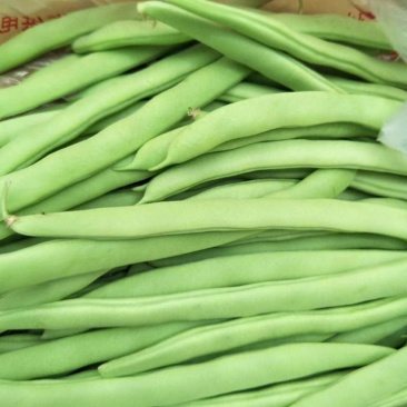 【精品】高山白荚四季豆细长条嫩度好大量上市中欢迎电联采购