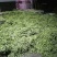 【精品】高山白荚四季豆细长条嫩度好大量上市中欢迎电联采购