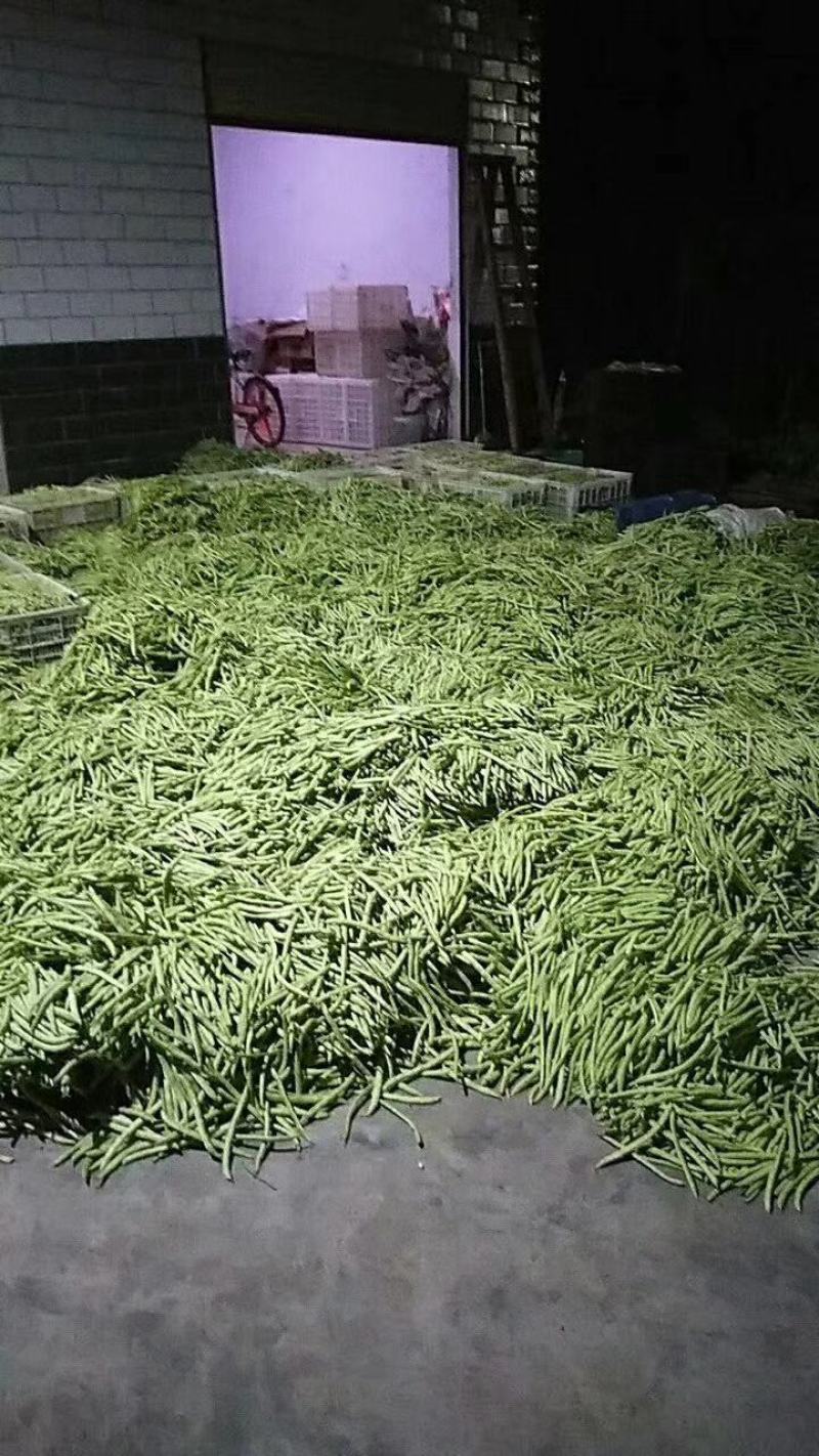 【精品】高山白荚四季豆细长条嫩度好大量上市中欢迎电联采购