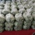 【精品】高山白荚四季豆细长条嫩度好大量上市中欢迎电联采购